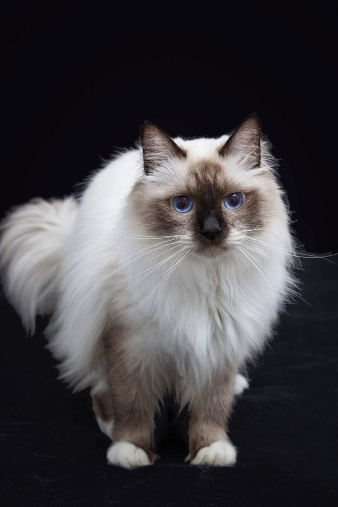 Ivan Saba Birmanska mačka