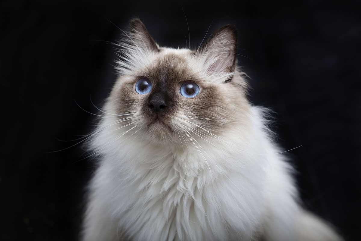 Zakaj mladiček Birmanske mačke toliko stane?