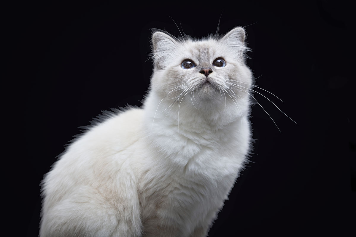 Zakaj mladiček Birmanske mačke toliko stane?