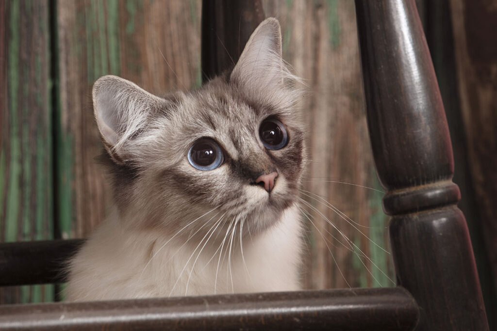 Birmanska mačka rodovnik