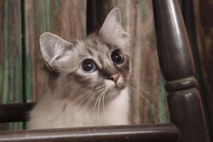 Birmanska mačka rodovnik