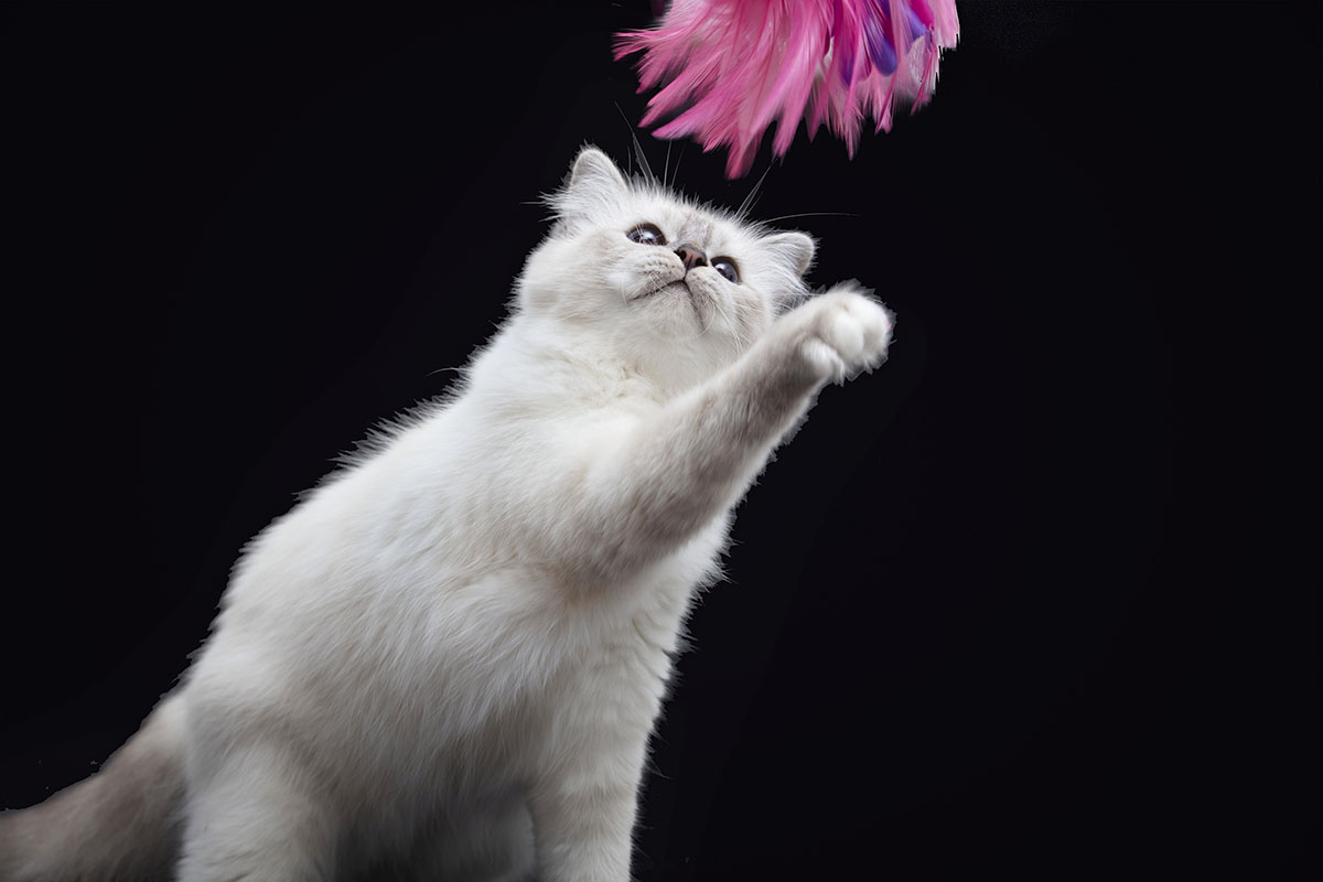 Kakšna je vloga vzreditelja?