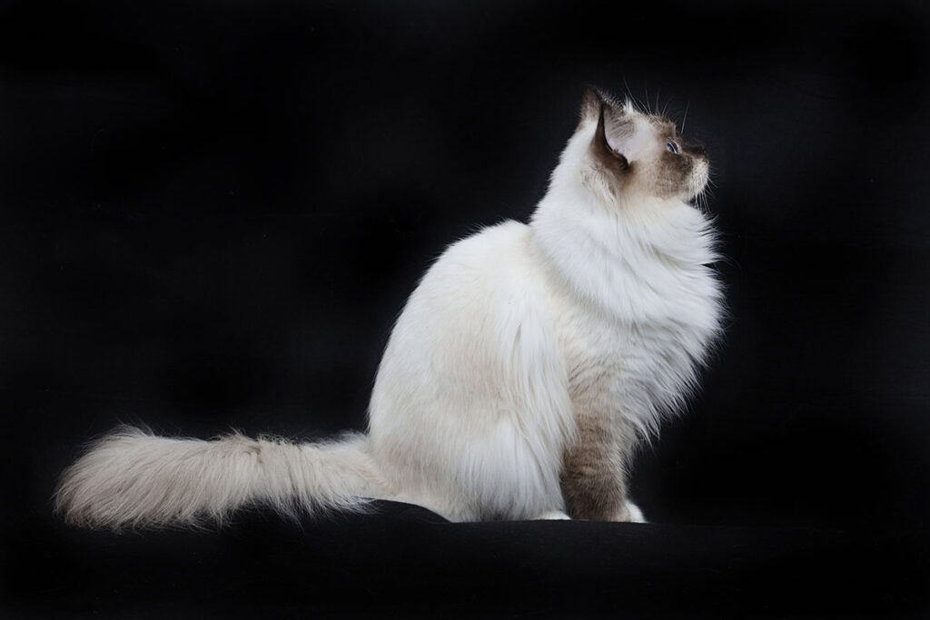 O naši duši…Birmanski duši