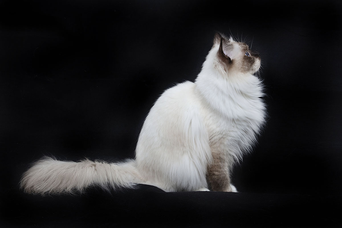 O naši duši…Birmanski duši