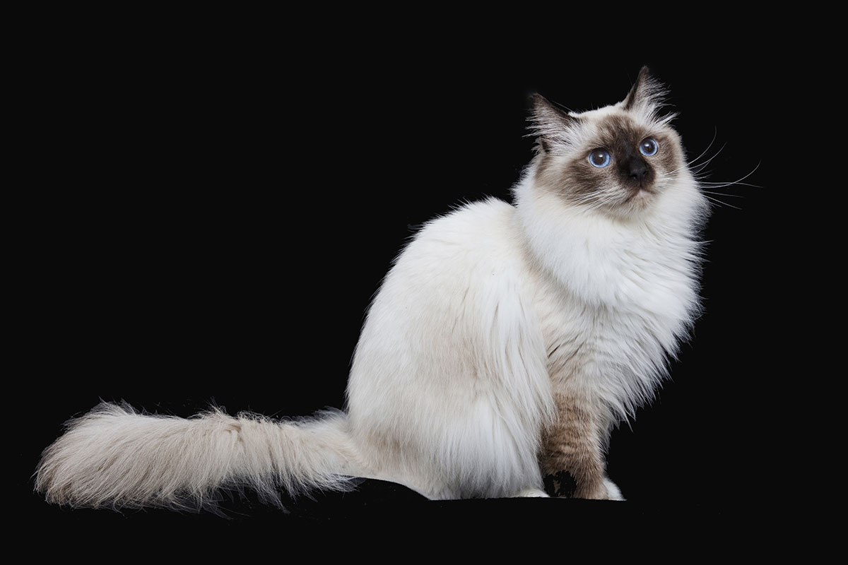 cat show birman cat