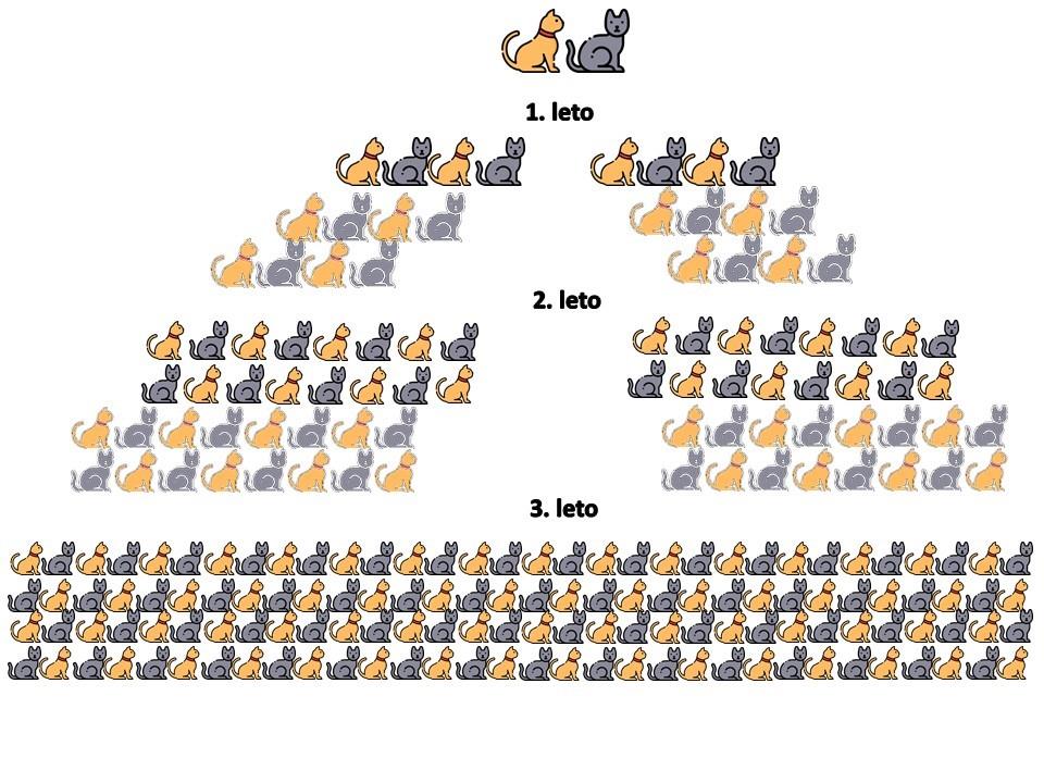 Sterilazicija Brimanske mačke