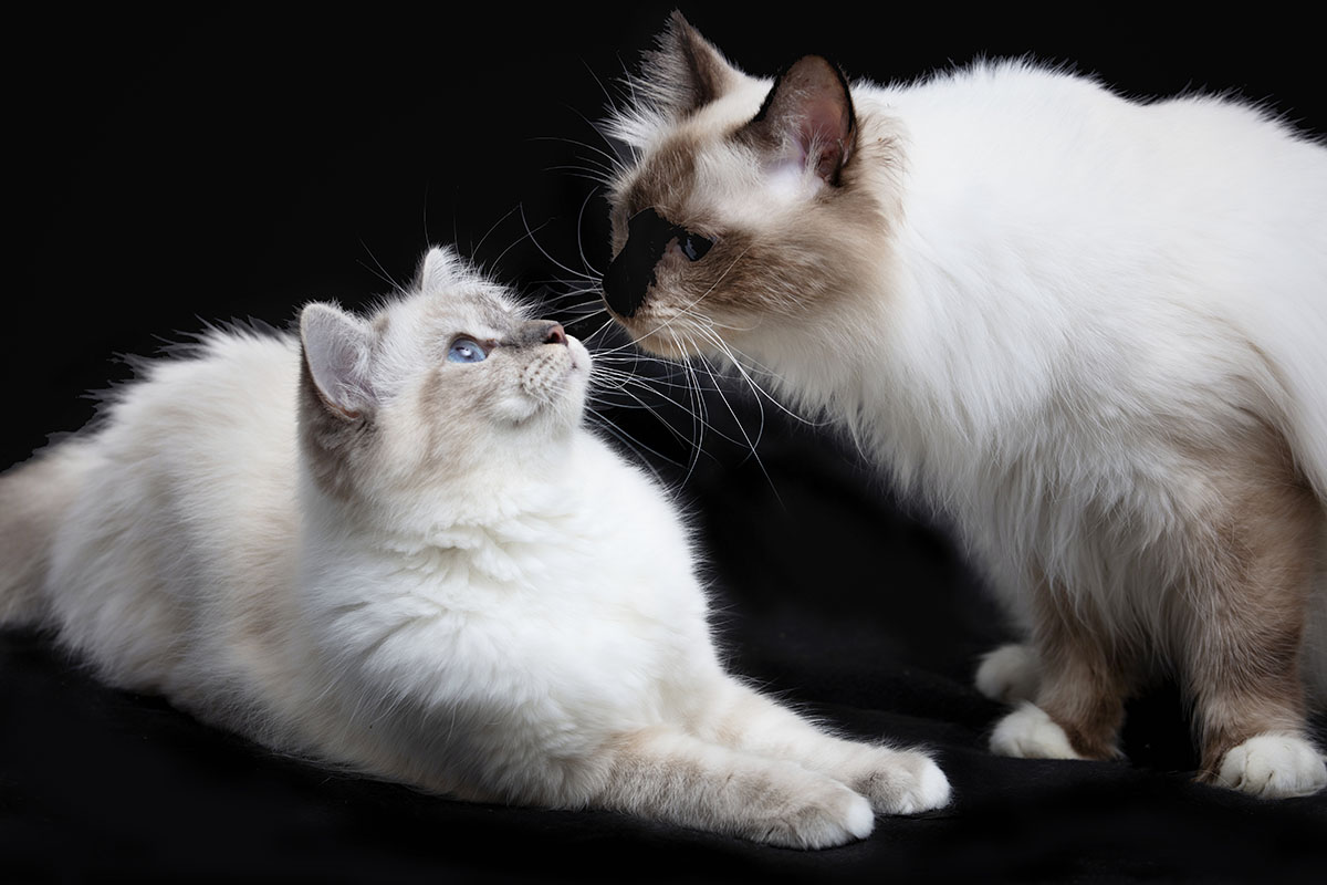 Vse kar morate vedeti o lepotnih tekmovanjih Birmanskih mačk