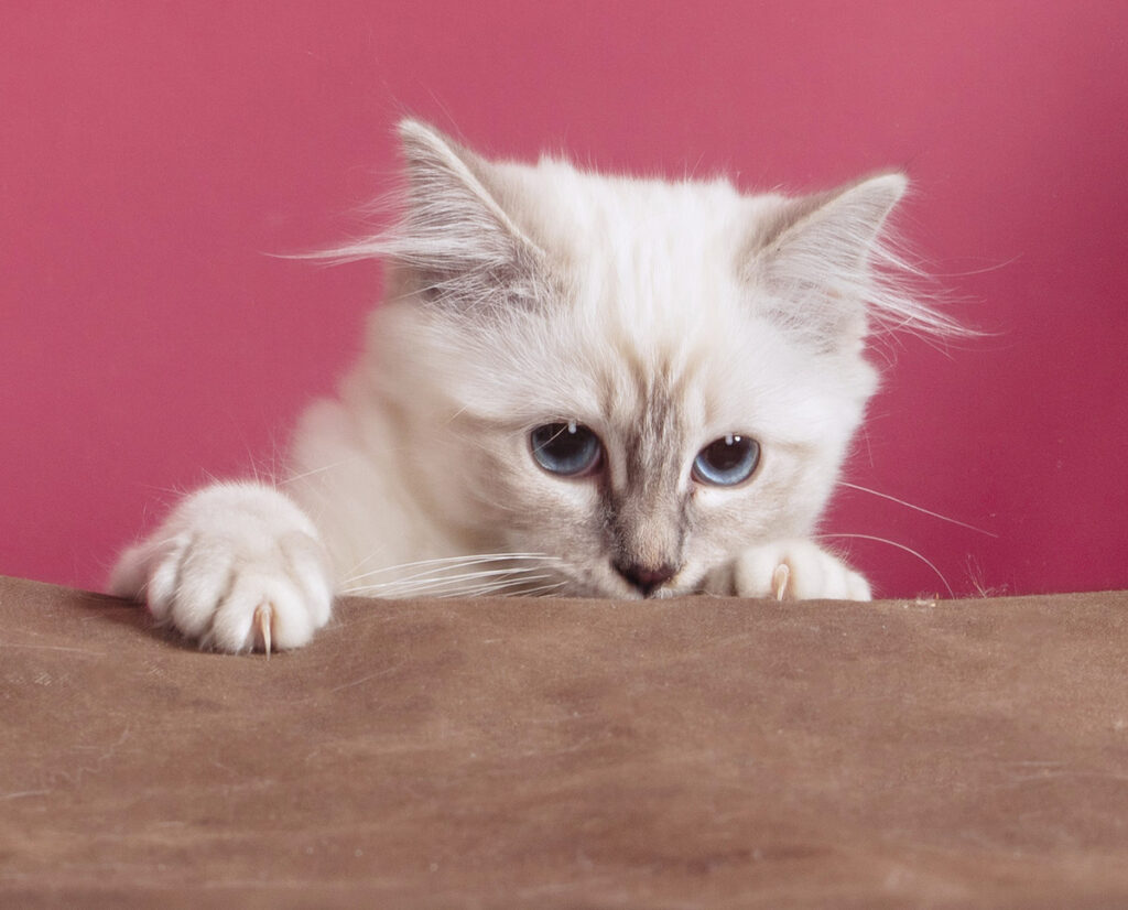 Zakaj mladiček Birmanske mačke toliko stane?