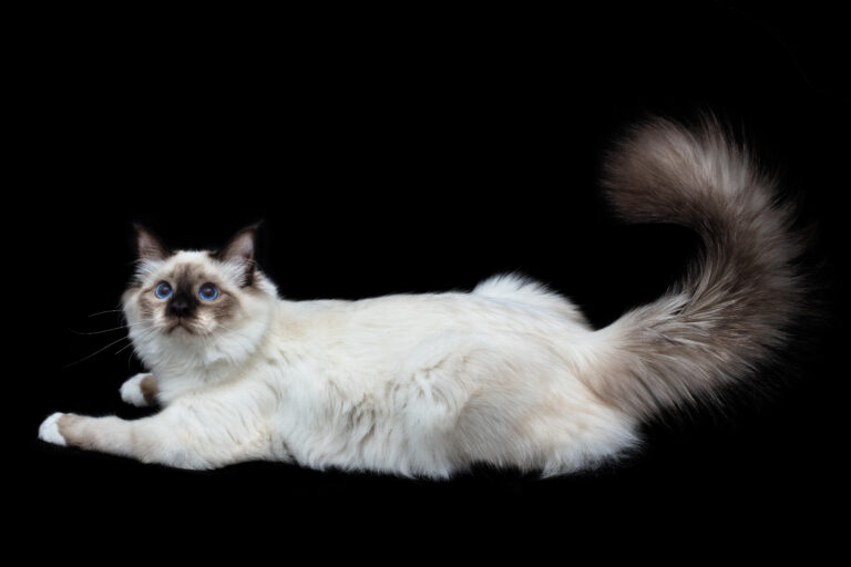 smokey birmanski macek